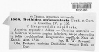 Balansia epichloe image